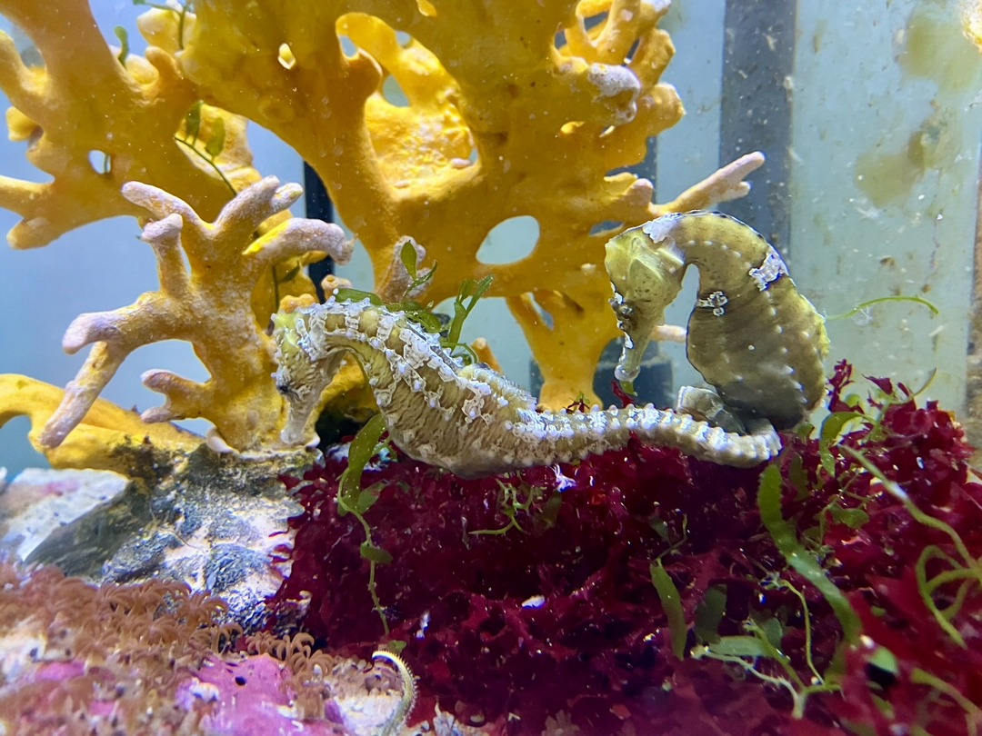 Seepferdchen - Hippocampus erectus "Nachzucht"