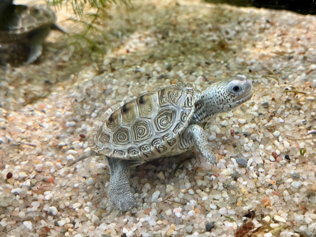 Diamantschildkröte - Malaclemys terrapin centrata CB25