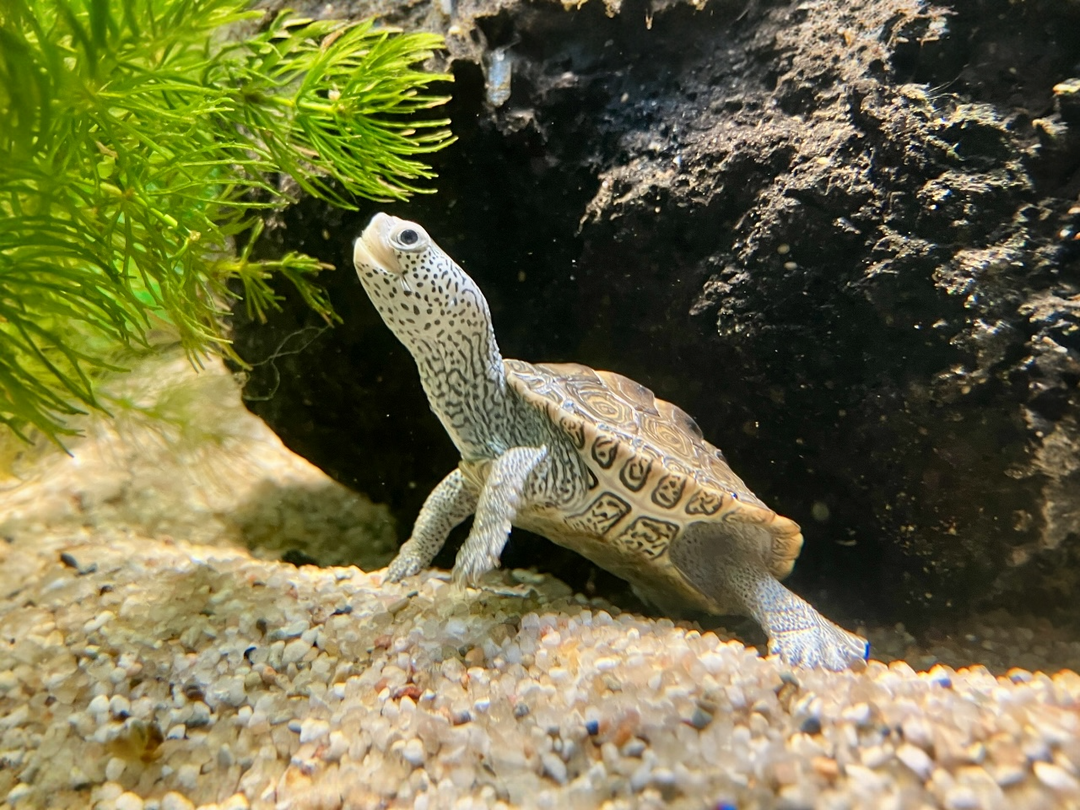 Diamantschildkröte - Malaclemys terrapin centrata CB25