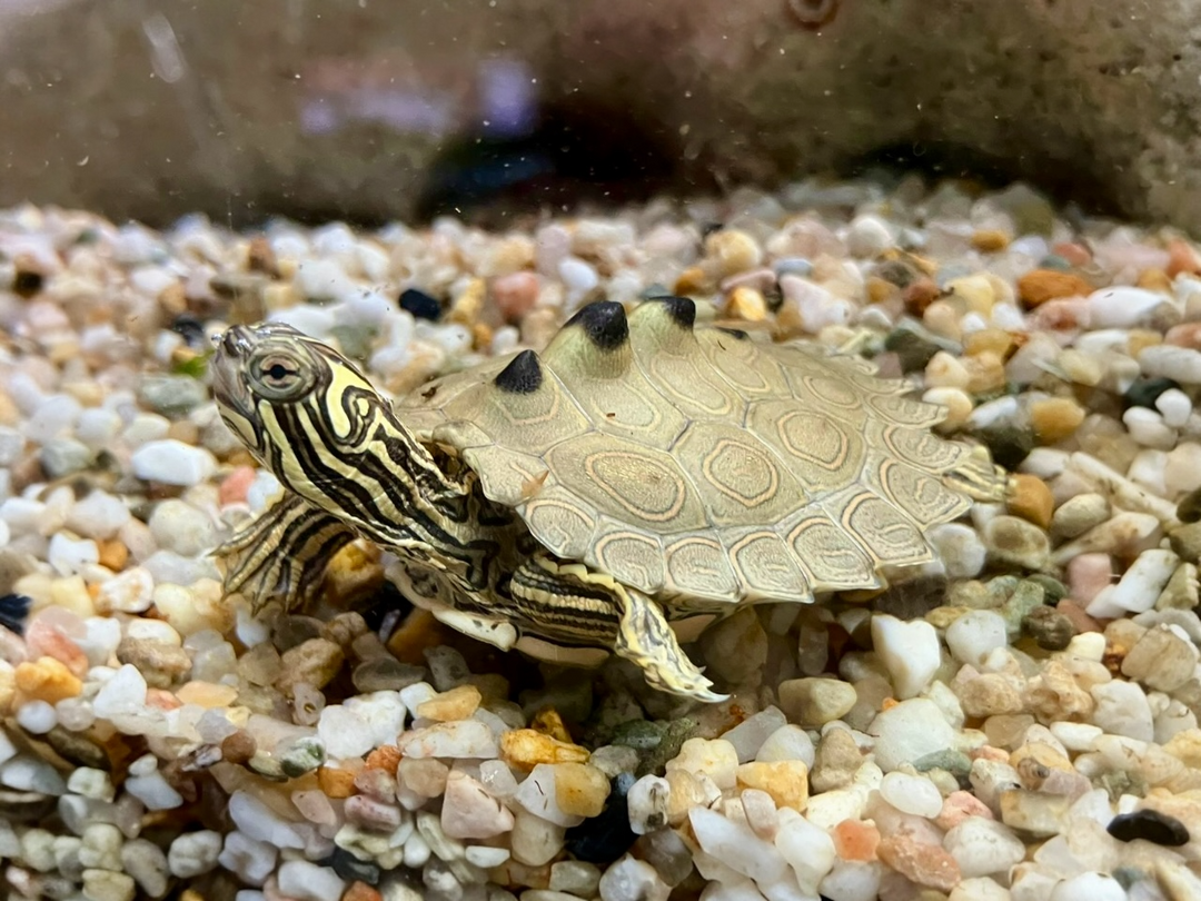Schwarzknopf Höckerschildkröte - Graptemys nigrinoda CB25