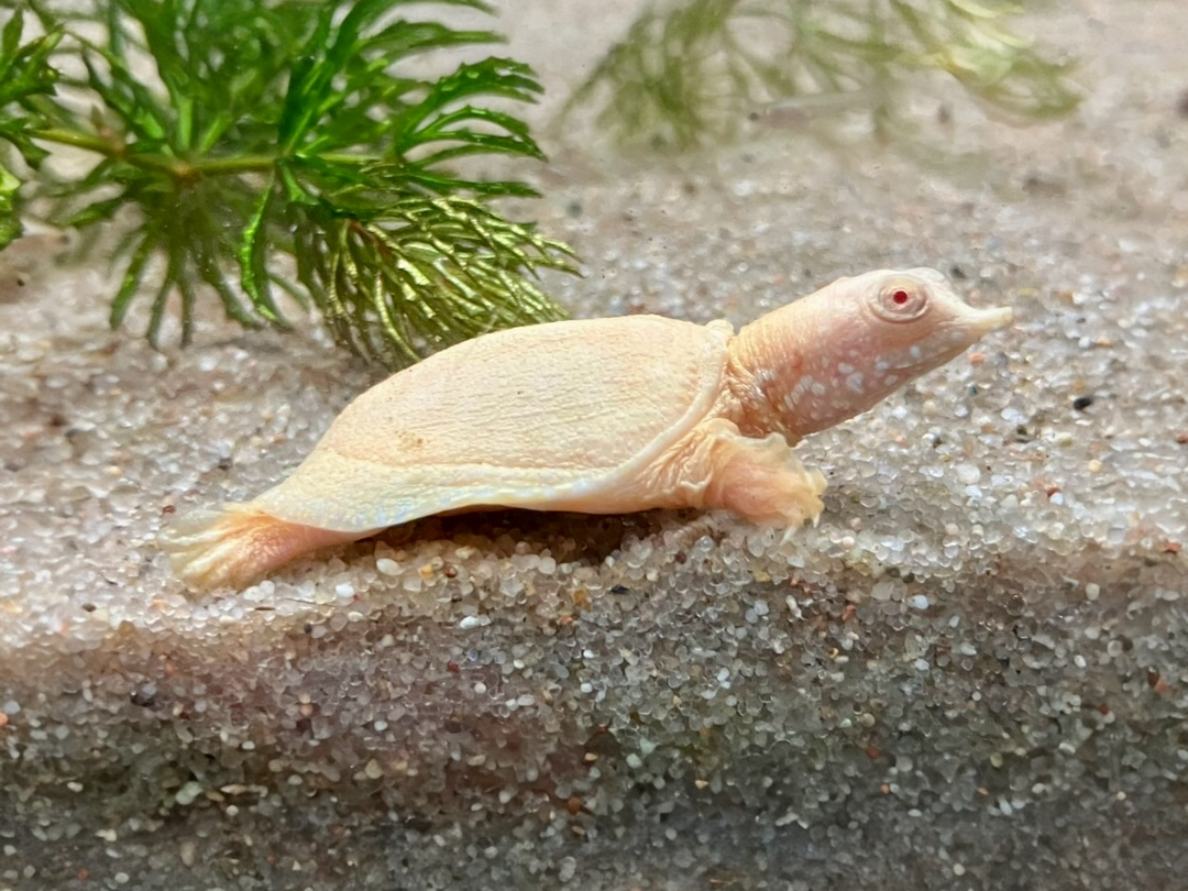 Chinesische Weichschildkröte - Pelodiscus sinensis "albino"