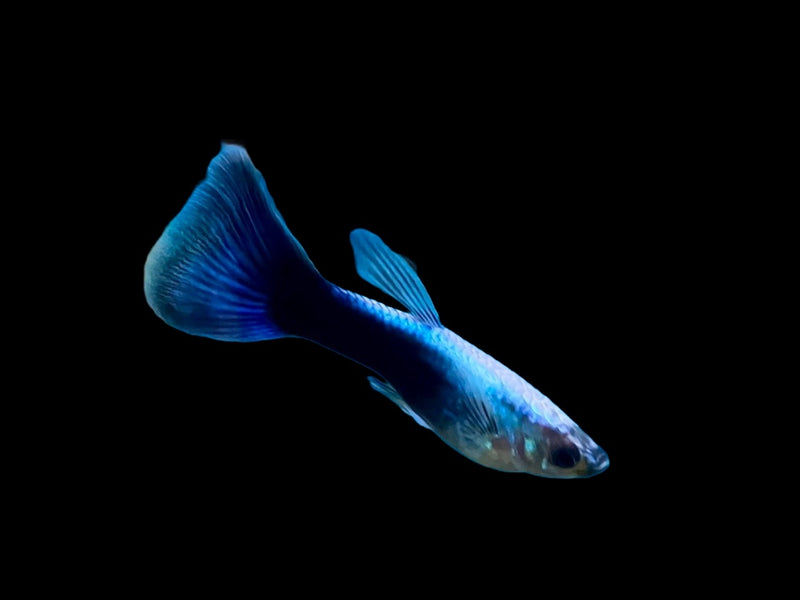 Guppy Männchen - Poecilia reticulata "Neon blau"
