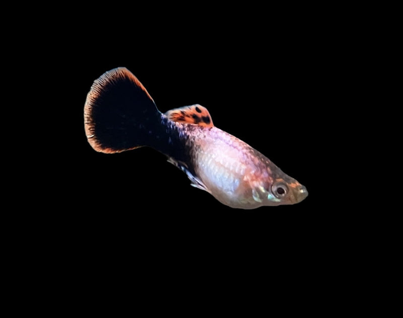 Guppy Männchen - Poecilia reticulata "Pink Tuxedo“
