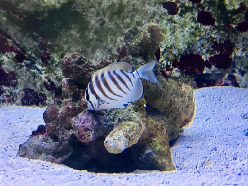 Schwarzstreifen Doktorfisch - Acanthurus polyzona