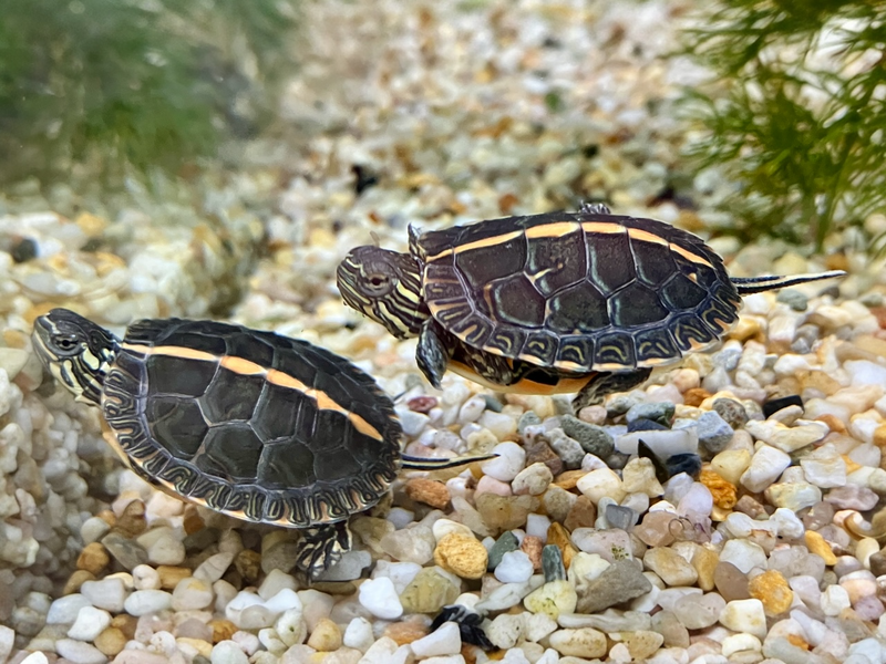 Rückenstreifen Zierschildkröte - Chrysemys dorsalis CB25