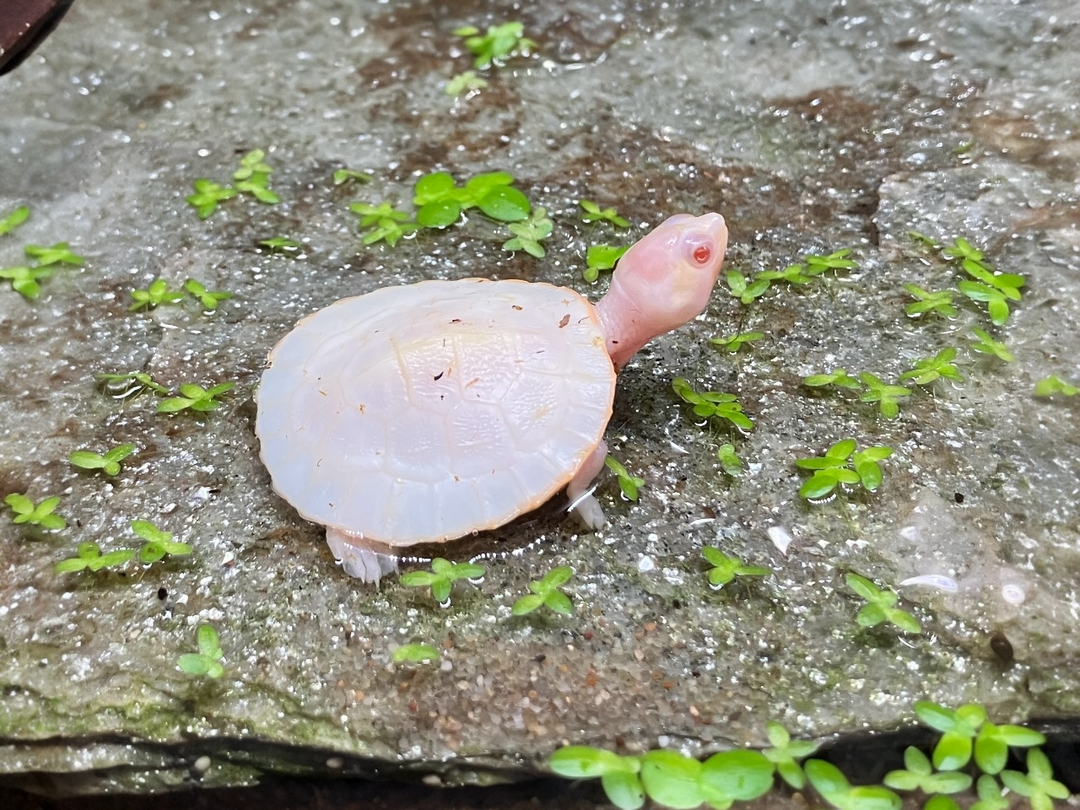 Rotbauch Spitzkopf Schildkröte - Emydura subglobosa  "Albino" CB25