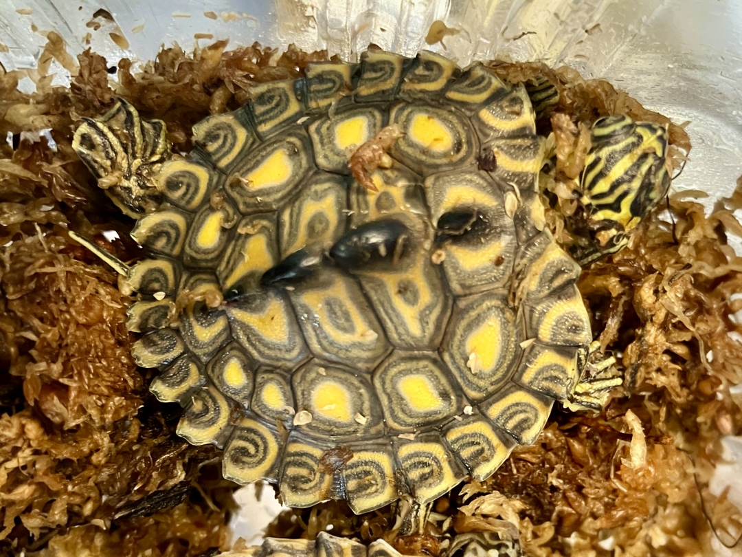Gelbtupfen Höckerschildkröte - Graptemys flavimaculata CB25 WYSIWYG