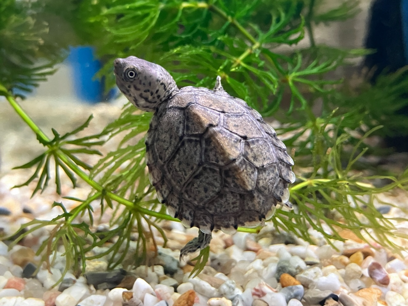 Dach Moschusschildkröte - Sternotherus carinatus CB25