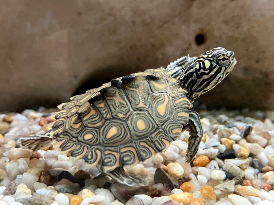 Gelbtupfen Höckerschildkröte - Graptemys flavimaculata CB25