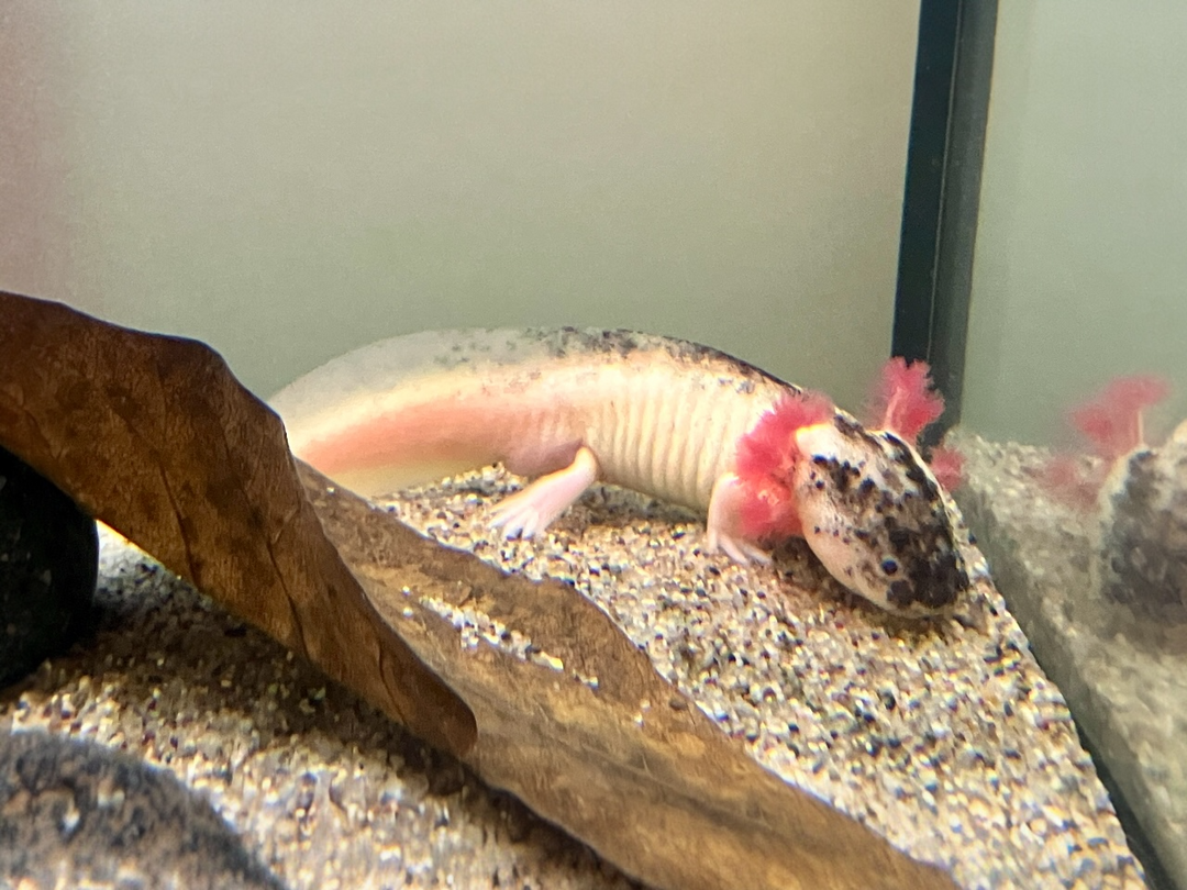 Axolotl - Ambystoma mexicanum "Harlekin hell"