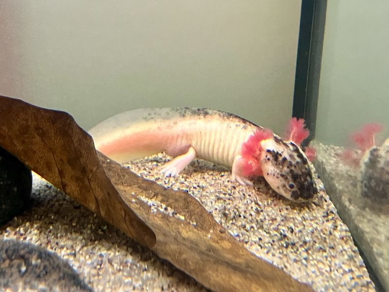 Axolotl - Ambystoma mexicanum "Harlekin hell"
