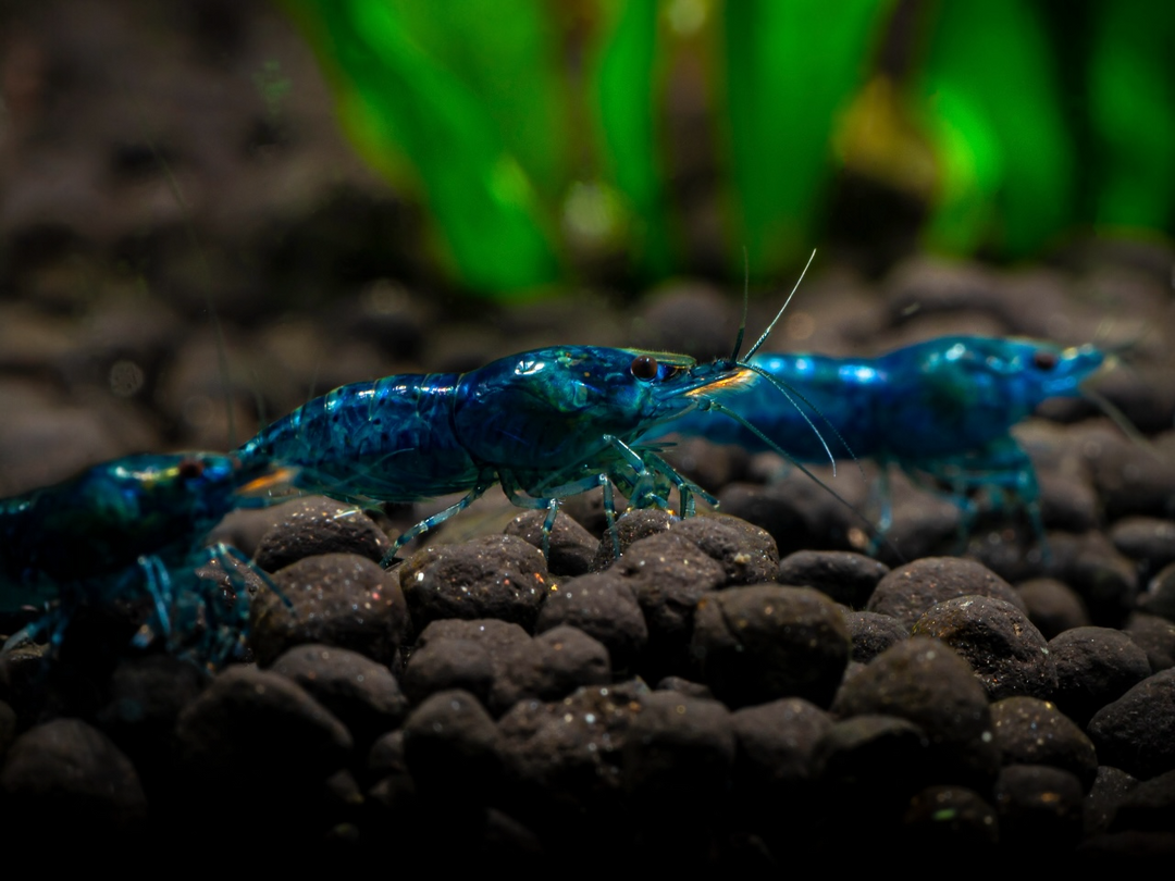 Zwerggarnele - Neocaridina davidi "Blue Dream“