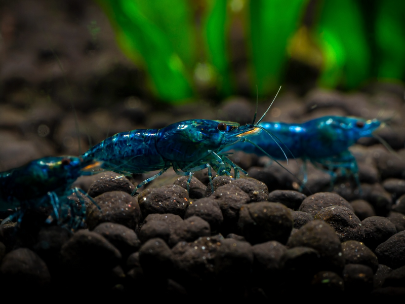 Zwerggarnele - Neocaridina davidi "Blue Dream“