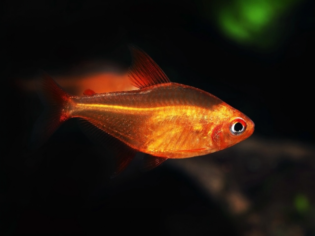 Roter Kirschsalmler - Hyphessobrycon sp. "MUZEL RED CHERRY"