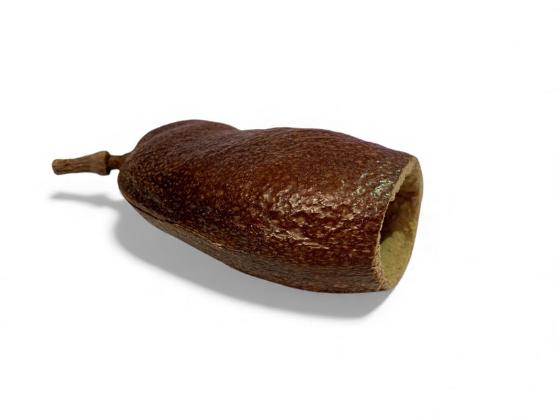 Courbaril Schote - Hymenaea courbaril 7-9cm