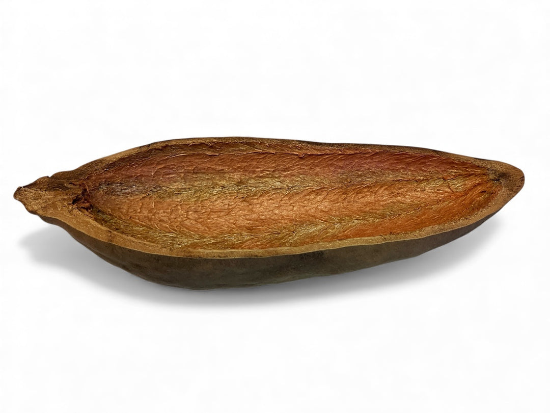 Baobab-Frucht -Adansonia digitata halbiert ca. 30x12cm