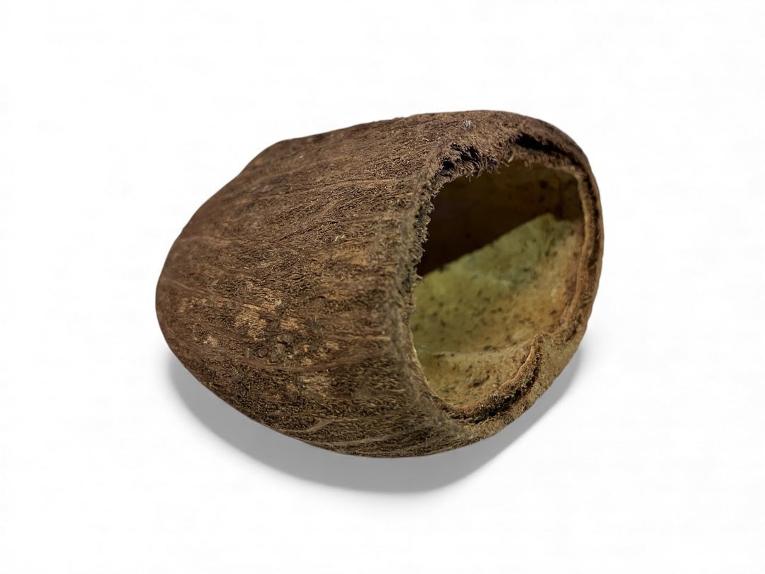 Palm Pod - Borassus flabellifer ca. 5-7cm
