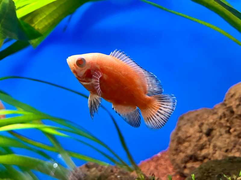 Pfauenaugen Buntbarsch - Astronotus ocellatus "Red Chilli"
