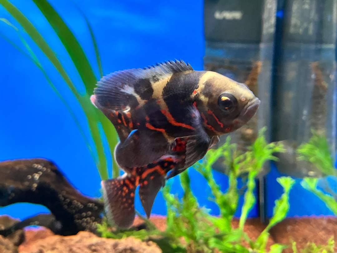 Pfauenaugen Buntbarsch - Astronotus ocellatus "Super Red Tiger"