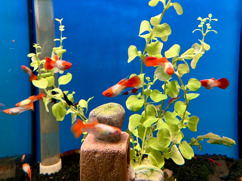 Guppy "Koi Tuxedo" - Poecilia reticulata