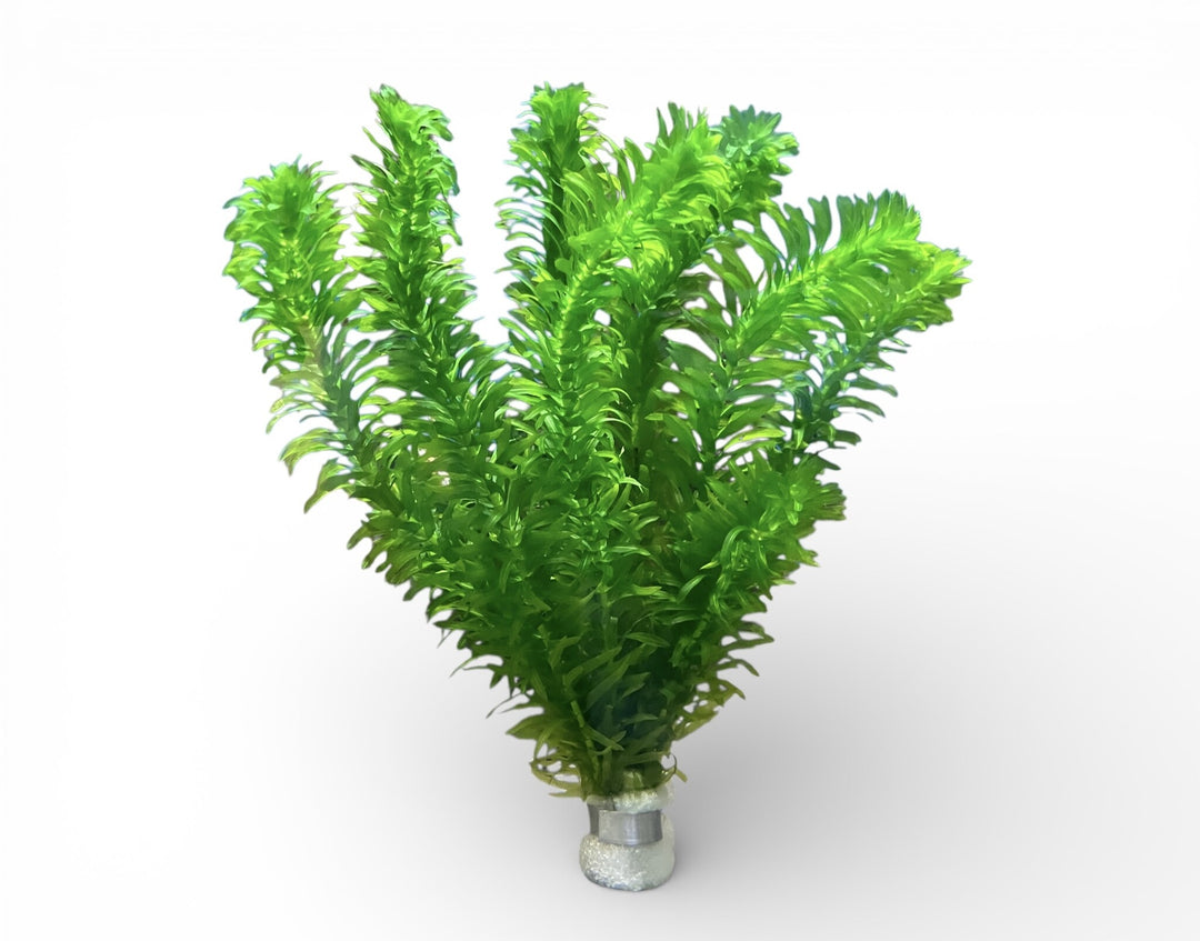 Wasserpest - Egeria densa