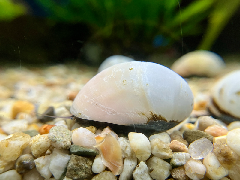 Helmschnecke - Neritina spec. "Gold/Weiss"
