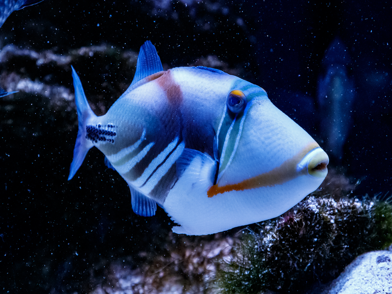 Picasso Drückerfisch - Rhinecanthus aculeatus