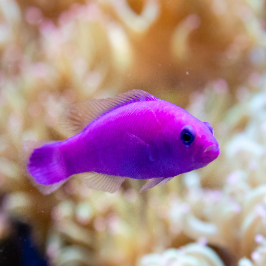 Porphyr Zwergbarsch - Pictichromis porphyrea