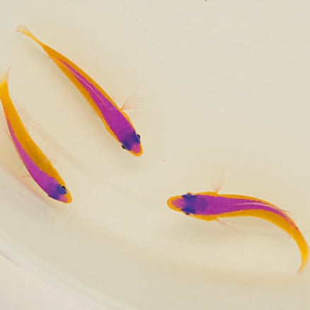 Diadem Zwergbarsch - Pictichromis diadema