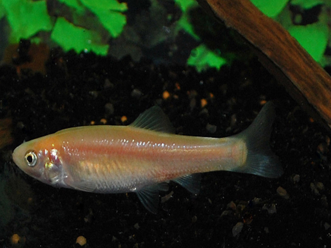 Goldelritze- Pimephales promelas