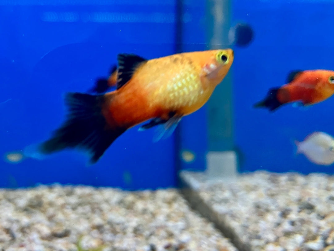 Platy - Xiphophorus maculatus "Pinsel"
