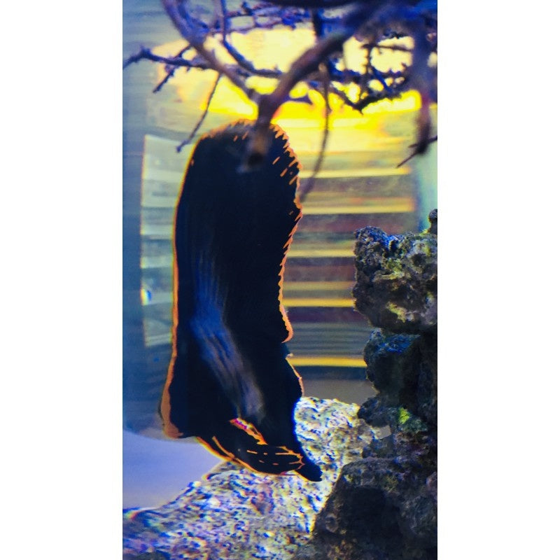 Fledermausfisch