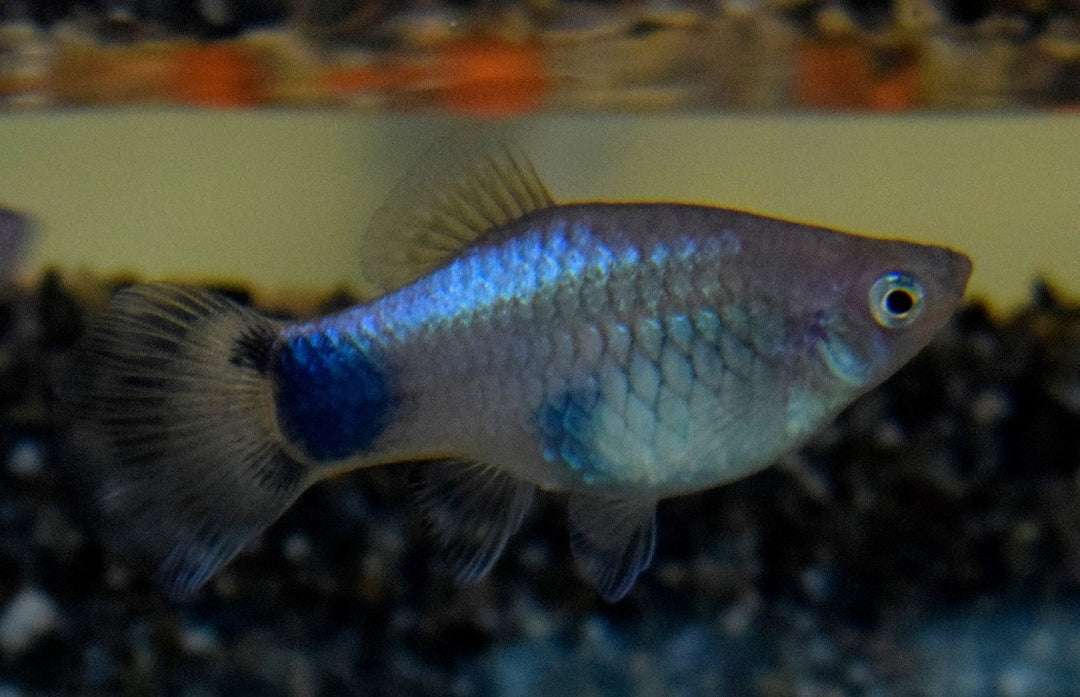 Platy - Xiphophorus maculatus "Blau Mickey Mouse"