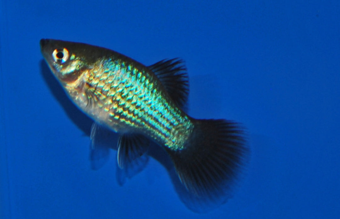 Platy - Xiphophorus maculatus "Blau wagtail"