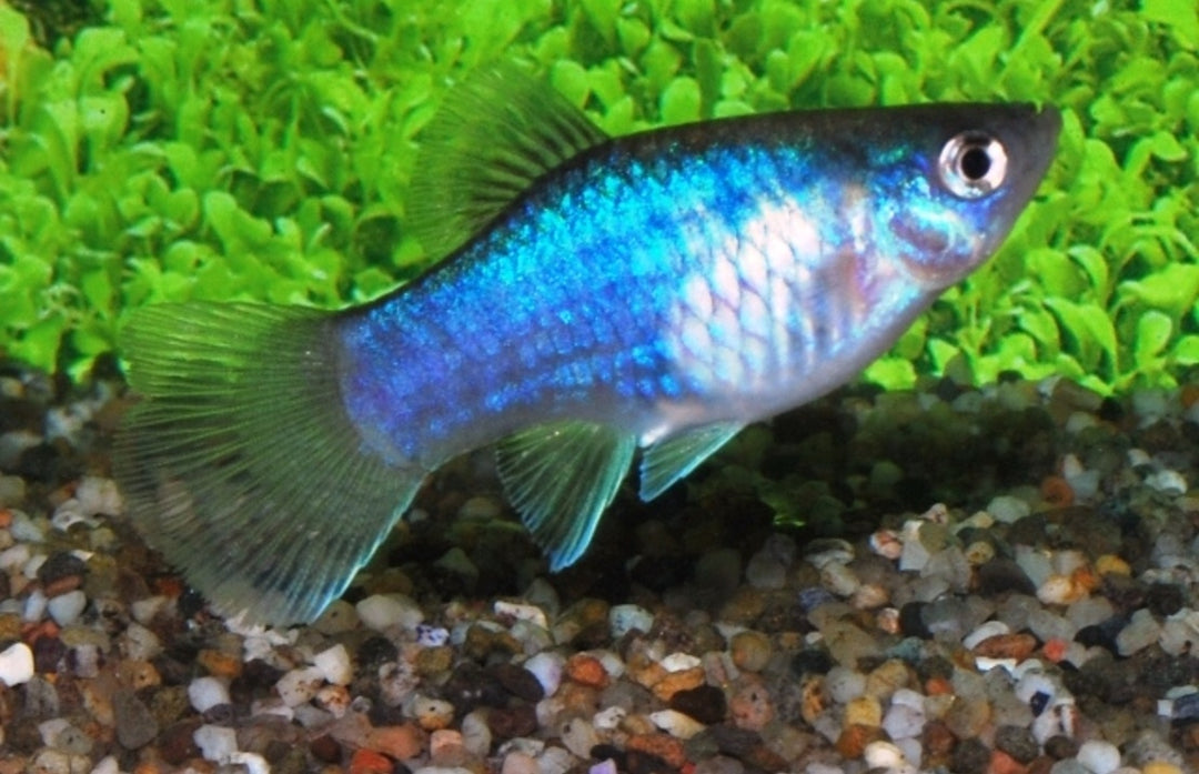 Platy - Xiphophorus maculatus "Neon Blau"