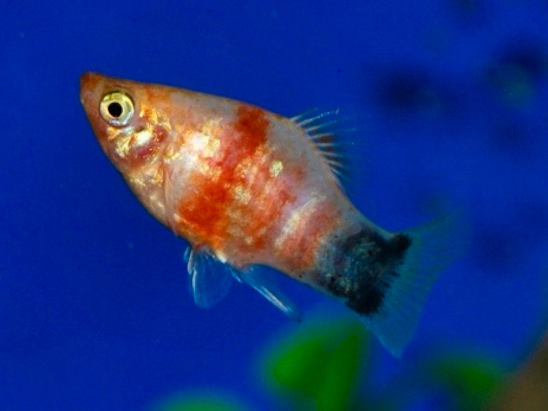Platy - Xiphophorus maculatus "Bleeding heart Mickey"