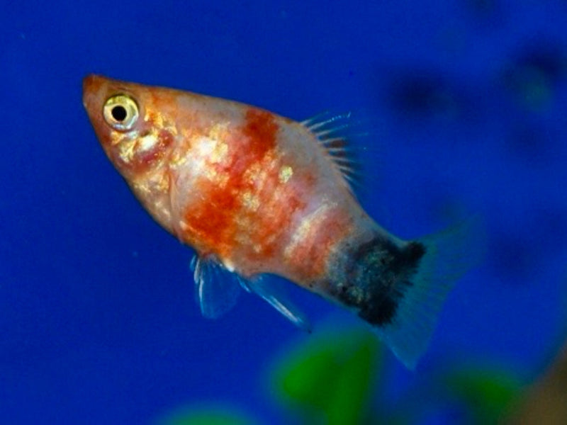 Platy - Xiphophorus maculatus "Bleeding heart Mickey"