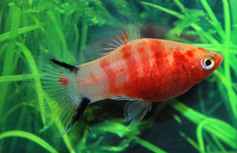 Platy - Xiphophorus maculatus "Bleeding heart"