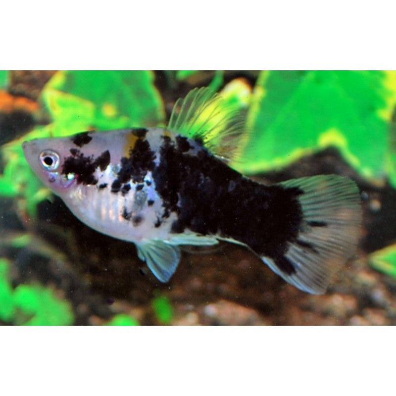 Platy - Xiphophorus maculatus "Kaffee"