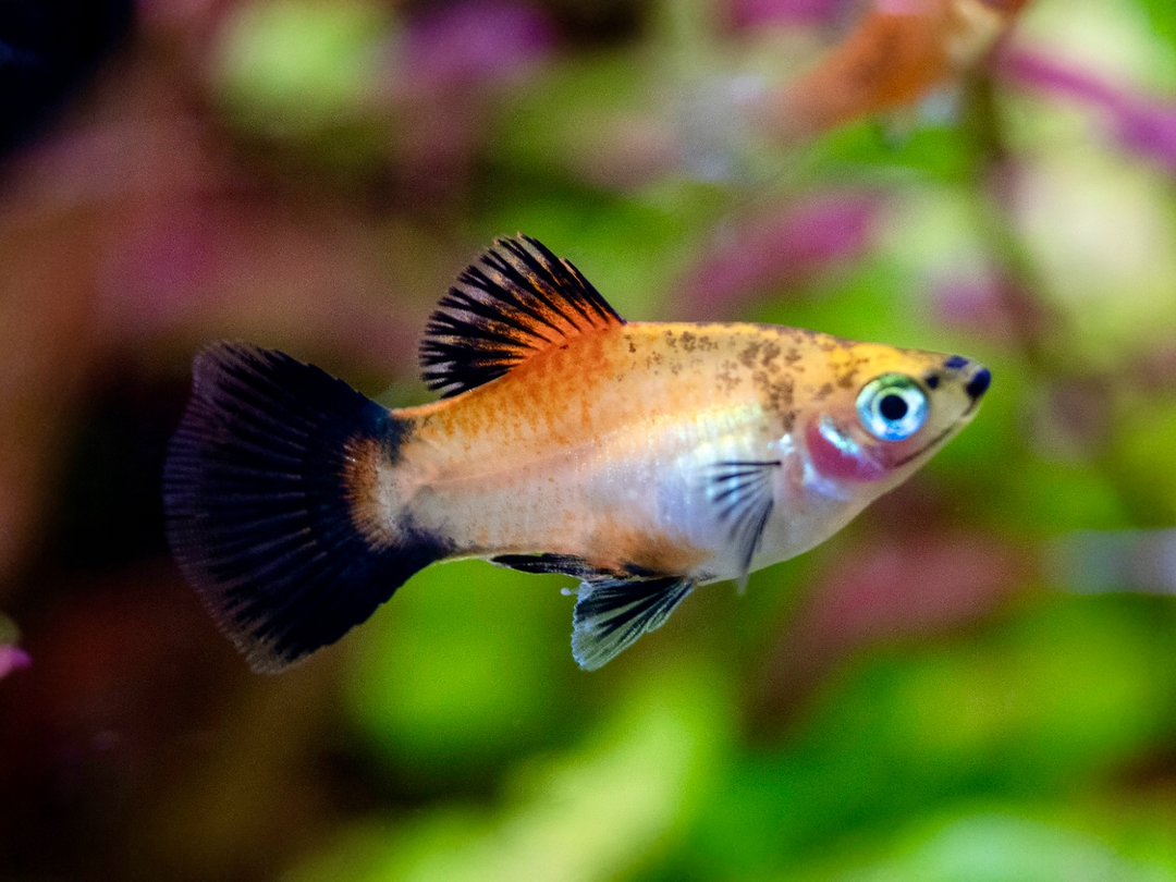 Platy - Xiphophorus maculatus "Gelb Wagtail"