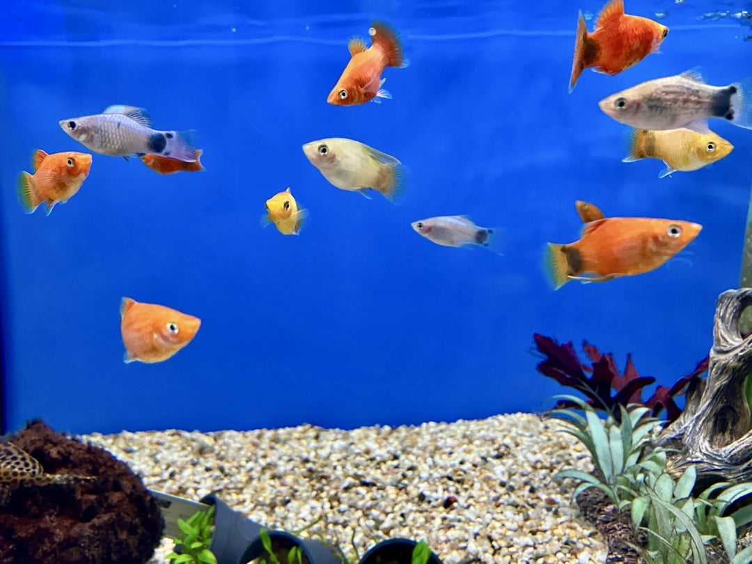 Platy - Xiphophorus maculatus "Mickey Mouse Mix"