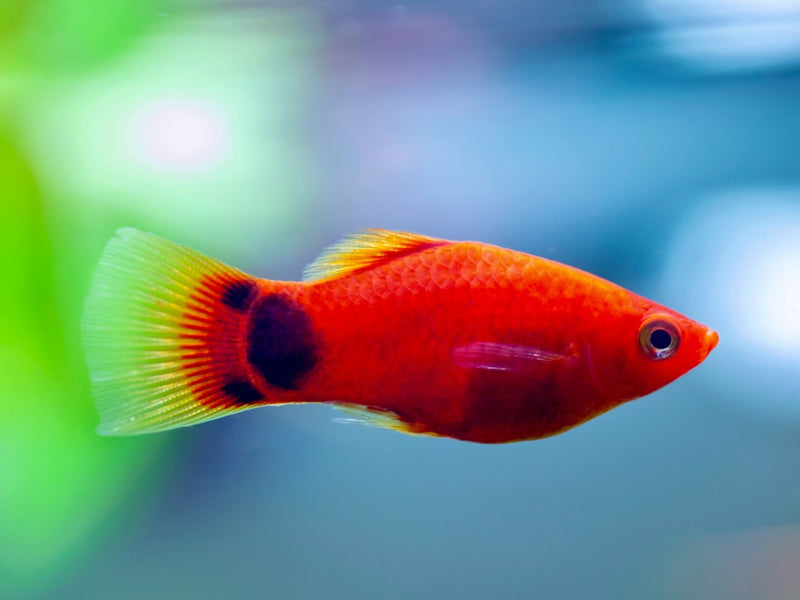 Platy - Xiphophorus maculatus "Rot Mickey Mouse"