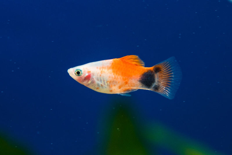 Platy "Mickey Mouse Rotflossen"