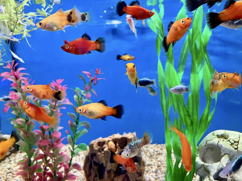 Platy - Xiphophorus maculatus "Mix"