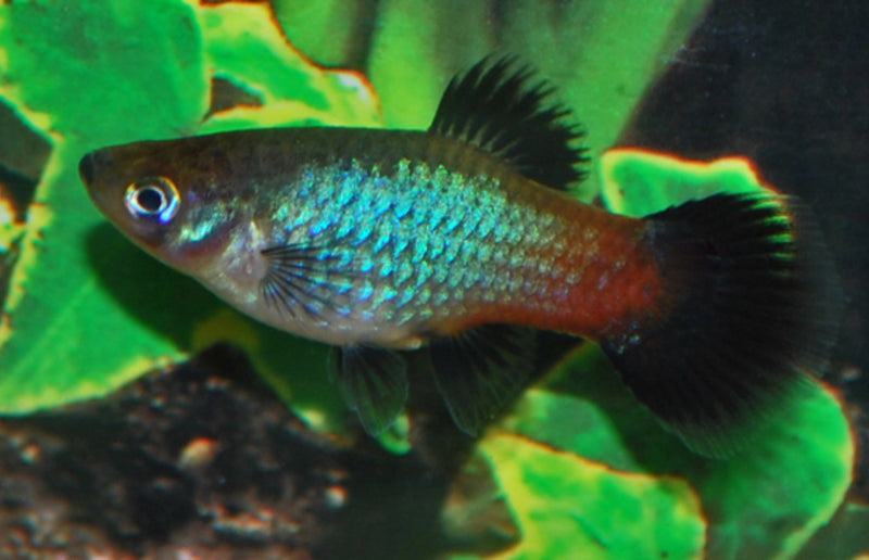 Platy - Xiphophorus maculatus "Rainbow"