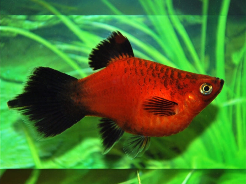 Korallenplaty - Xiphophorus maculatus "Rot wagtail Pinsel"
