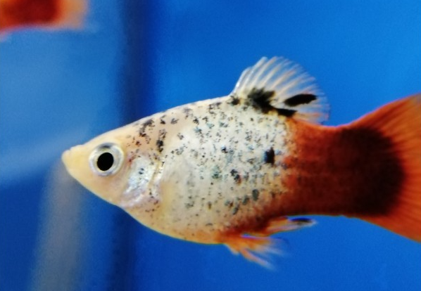 Platy - Xiphophorus maculatus "Weiß spottet redtail"