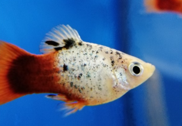 Platy - Xiphophorus maculatus "Weiß spottet redtail"