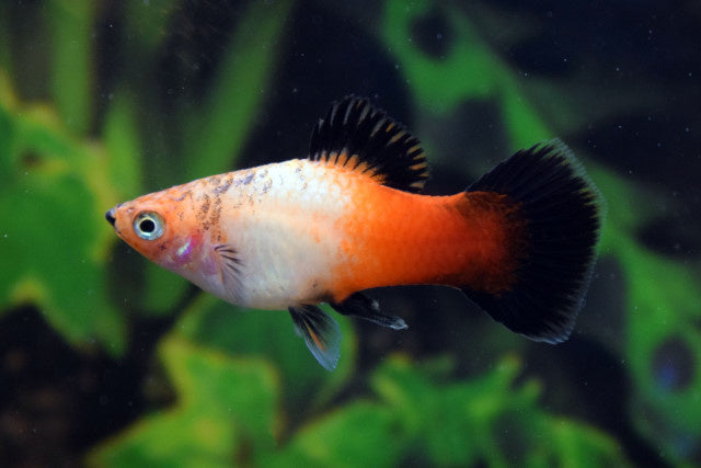 Platy - Xiphophorus maculatus "Tricolor Wagtail"