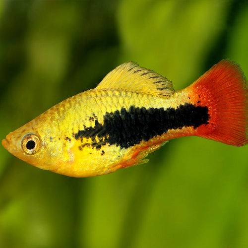 Platy - Xiphophorus maculatus "Variatus Hawaii"